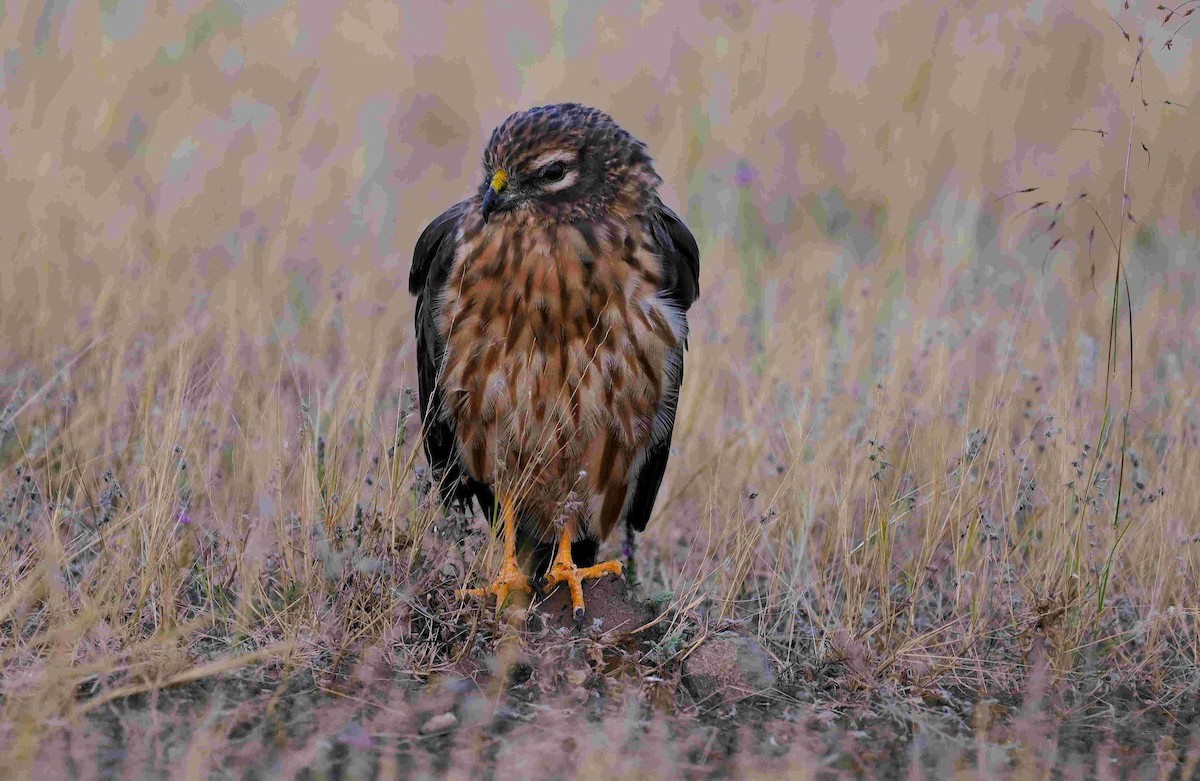 Montagu's Harrier - ML646098490