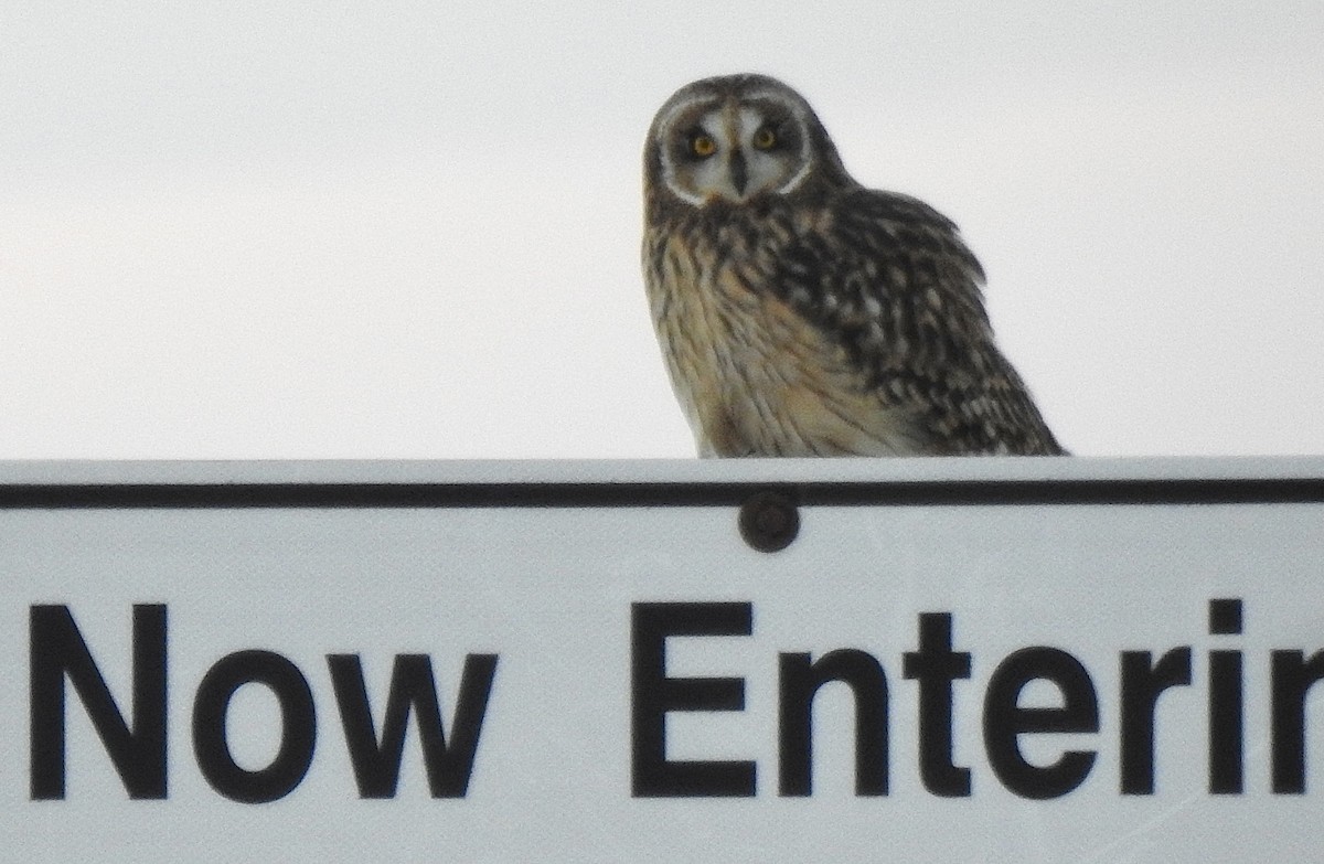 Zingira-hontza - ML646098491