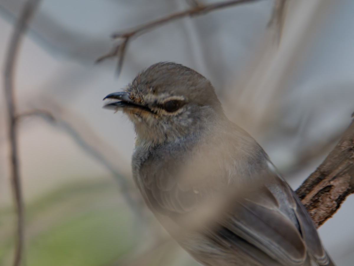 Ashy Flycatcher - ML646098496