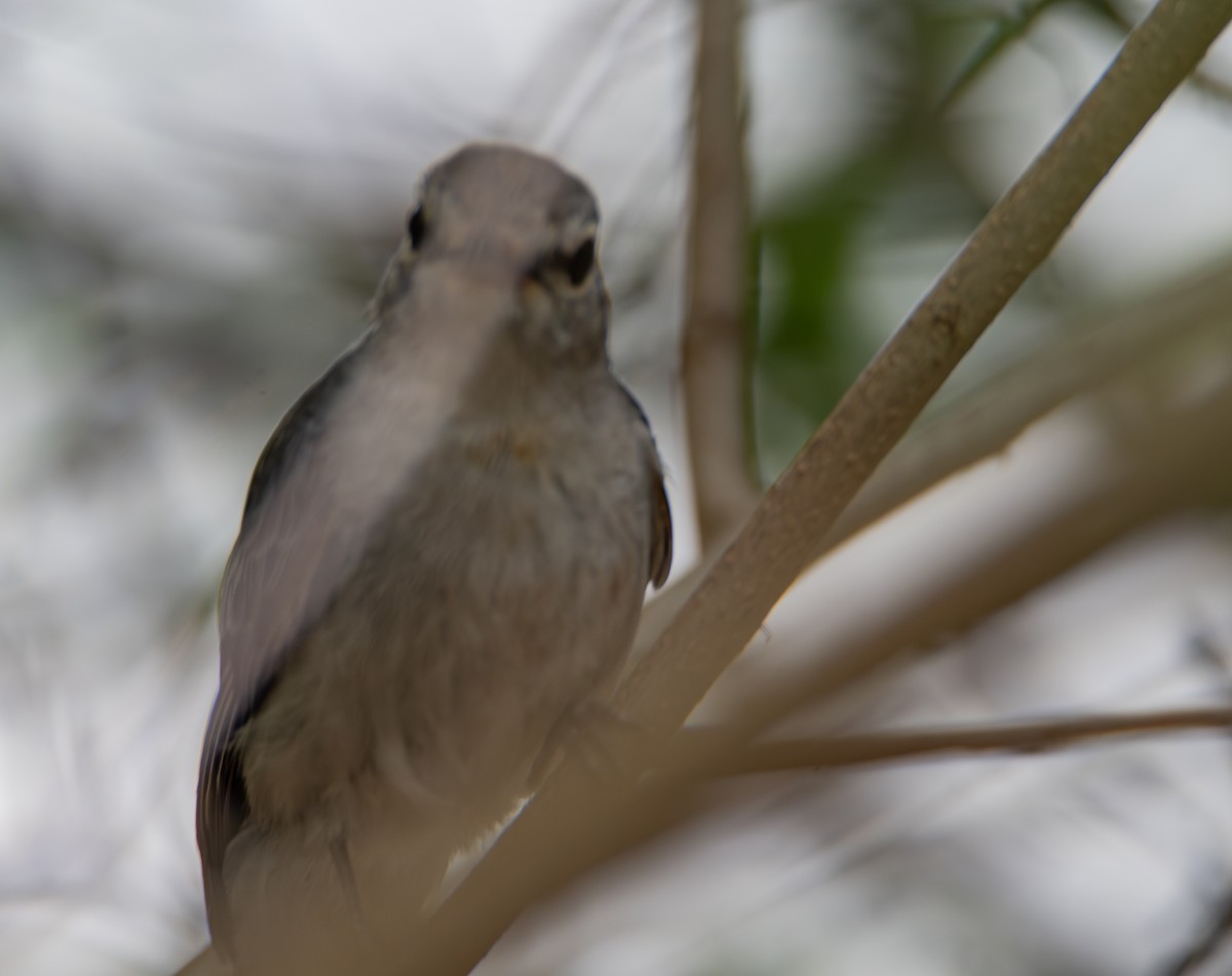 Ashy Flycatcher - ML646098497