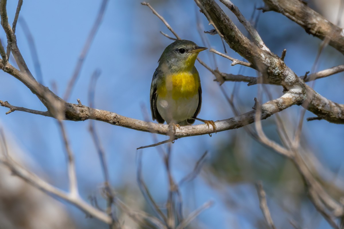 Northern Parula - ML646098502