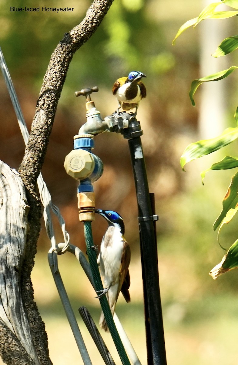 Blue-faced Honeyeater - ML646098504