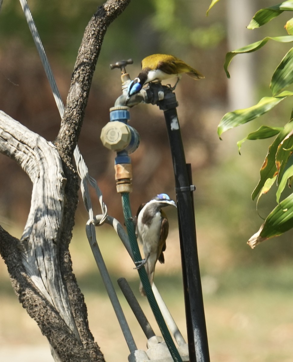 Blue-faced Honeyeater - ML646098507