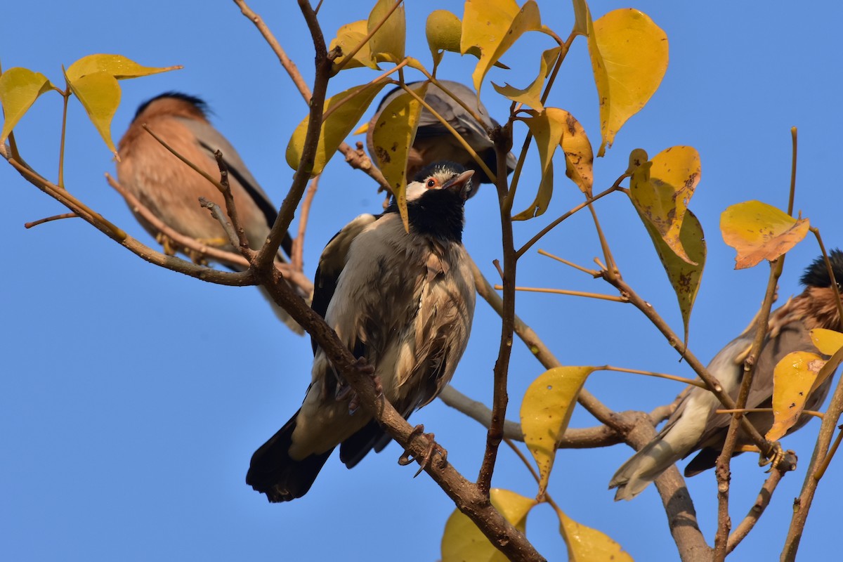 Indian Pied Starling - ML646098511