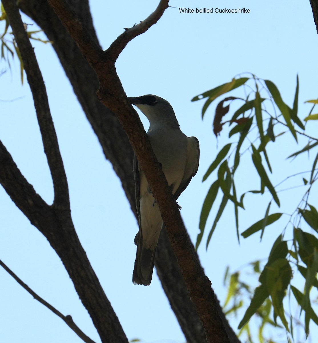 White-bellied Cuckooshrike - ML646098512