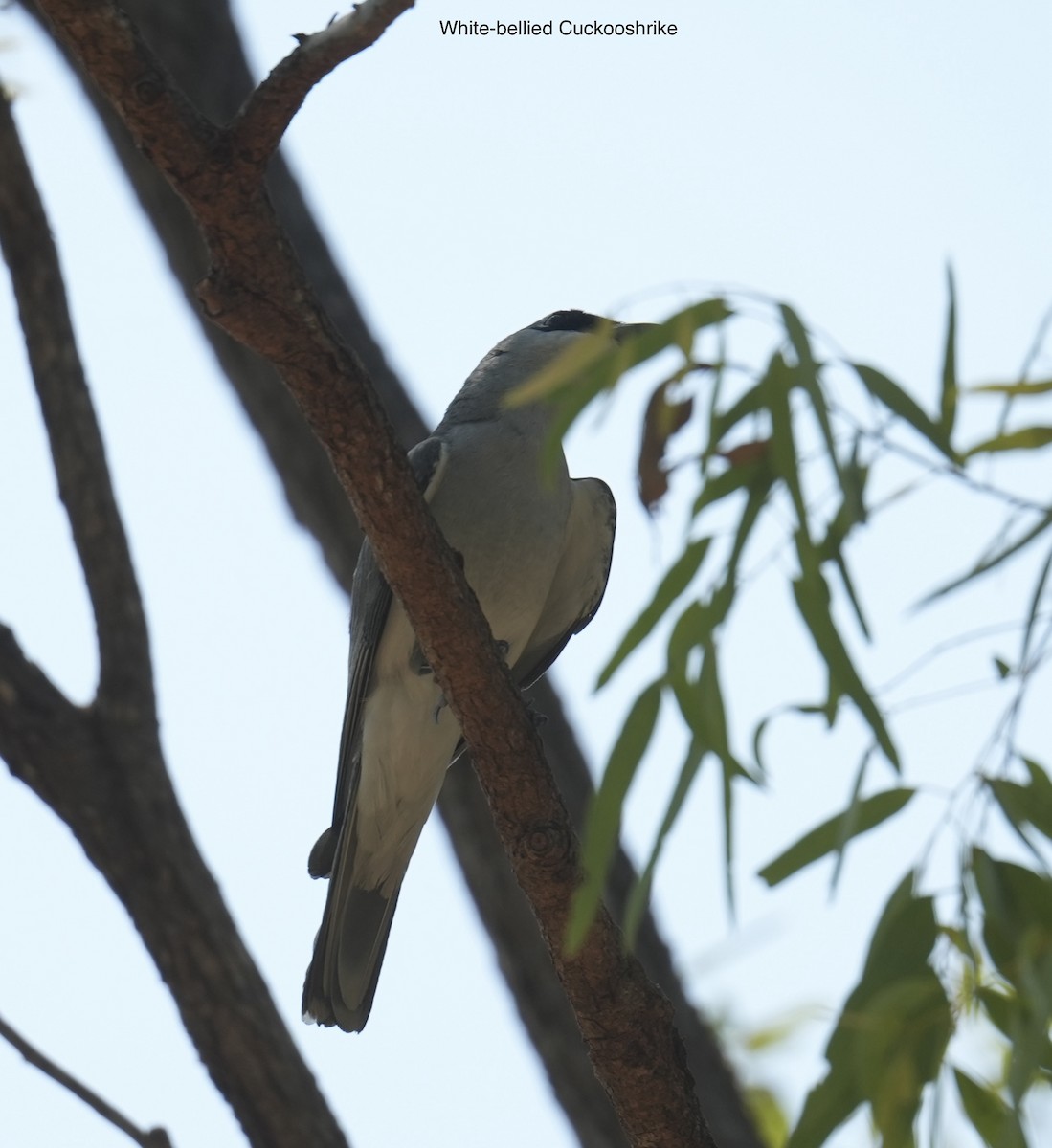 White-bellied Cuckooshrike - ML646098514