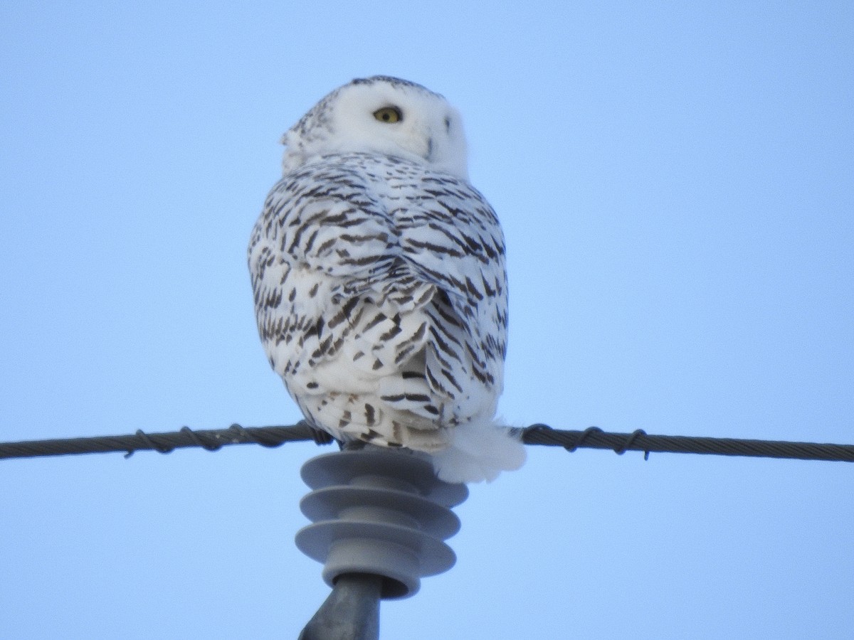 Snowy Owl - ML646098515