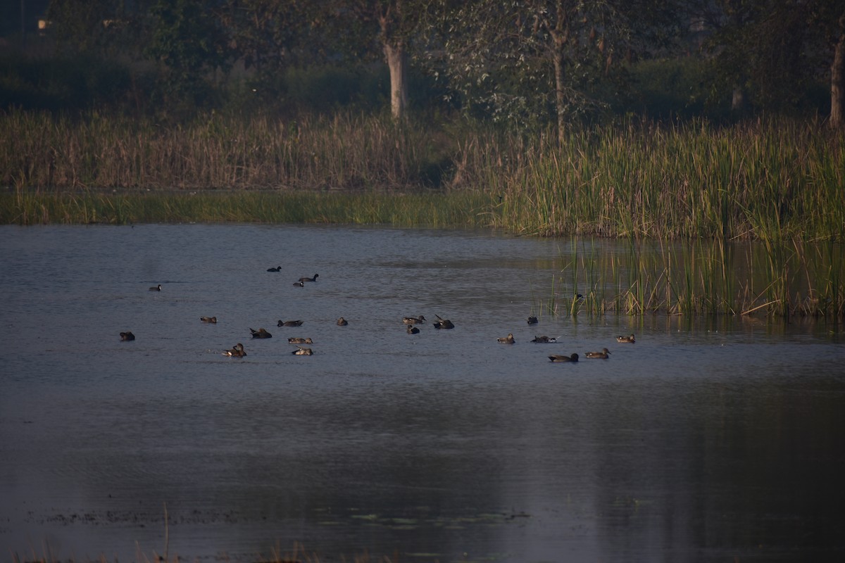 赤膀鴨 - ML646098523