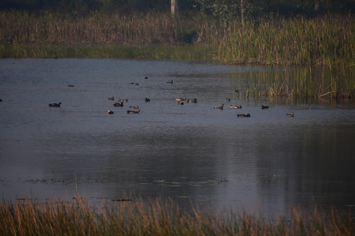 赤膀鴨 - ML646098524