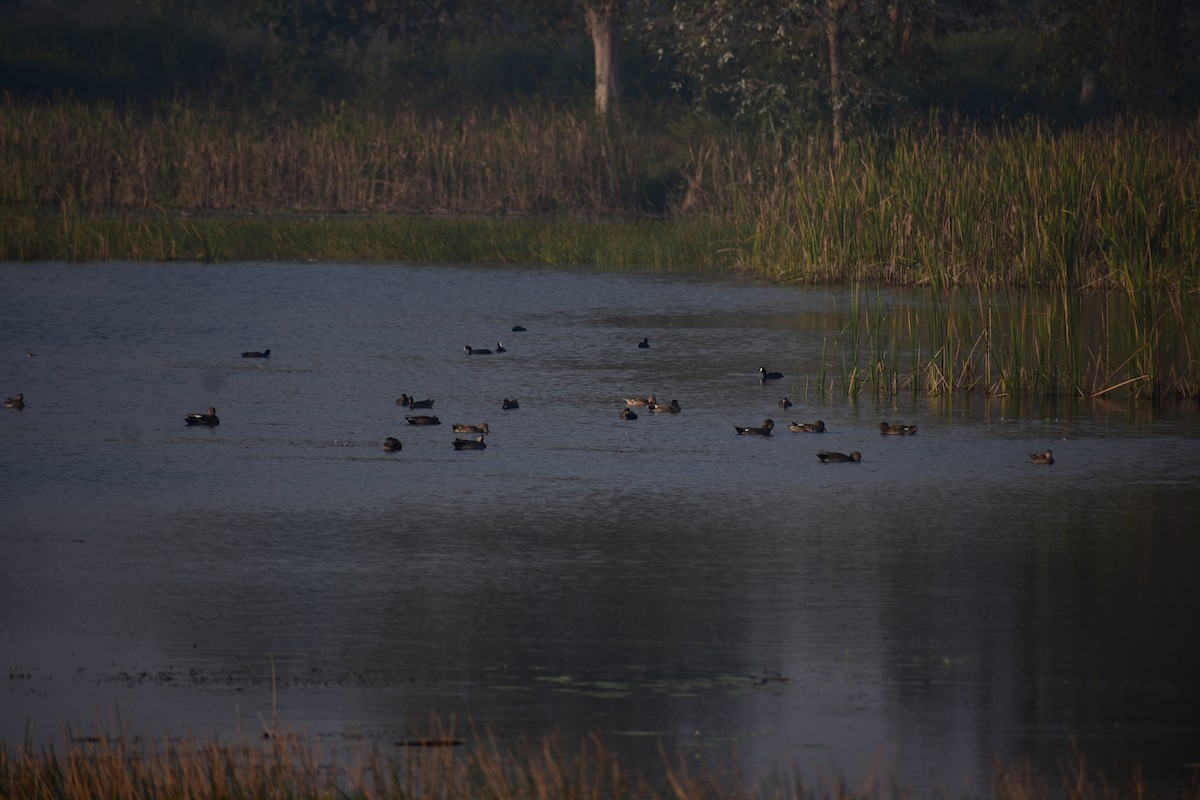 赤膀鴨 - ML646098525