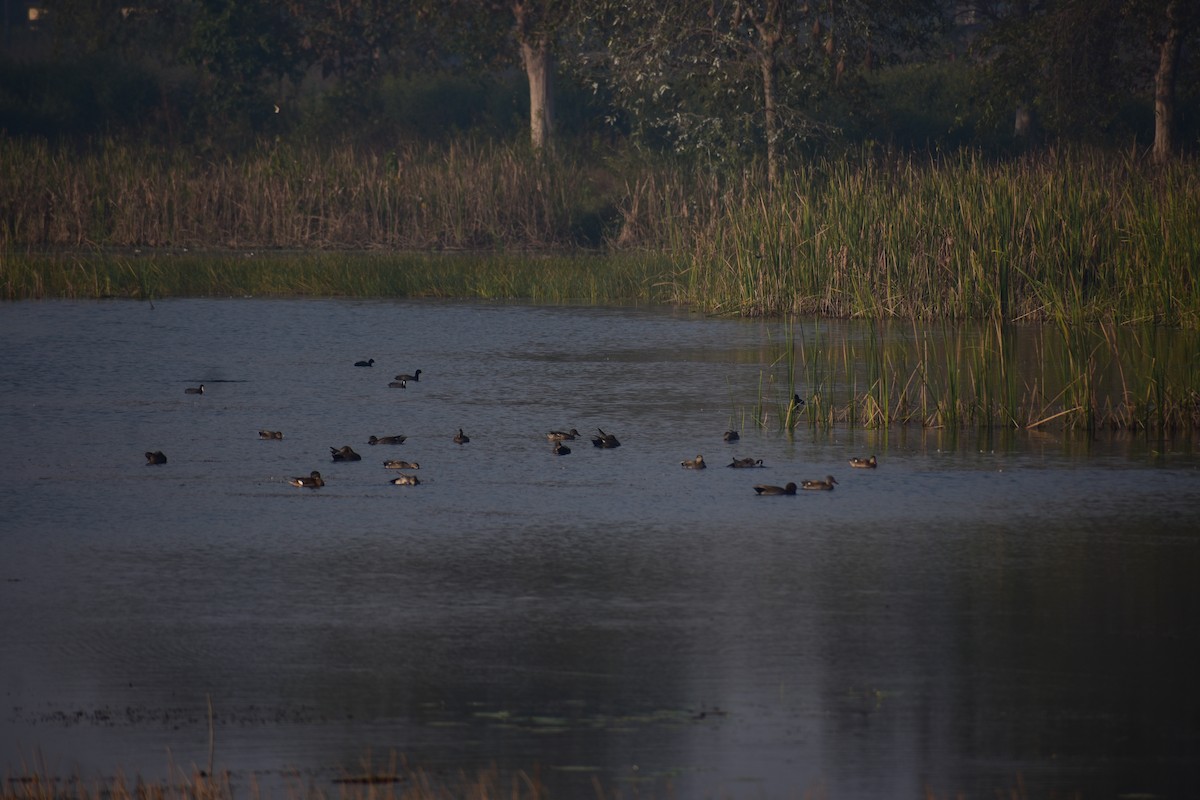 赤膀鴨 - ML646098526