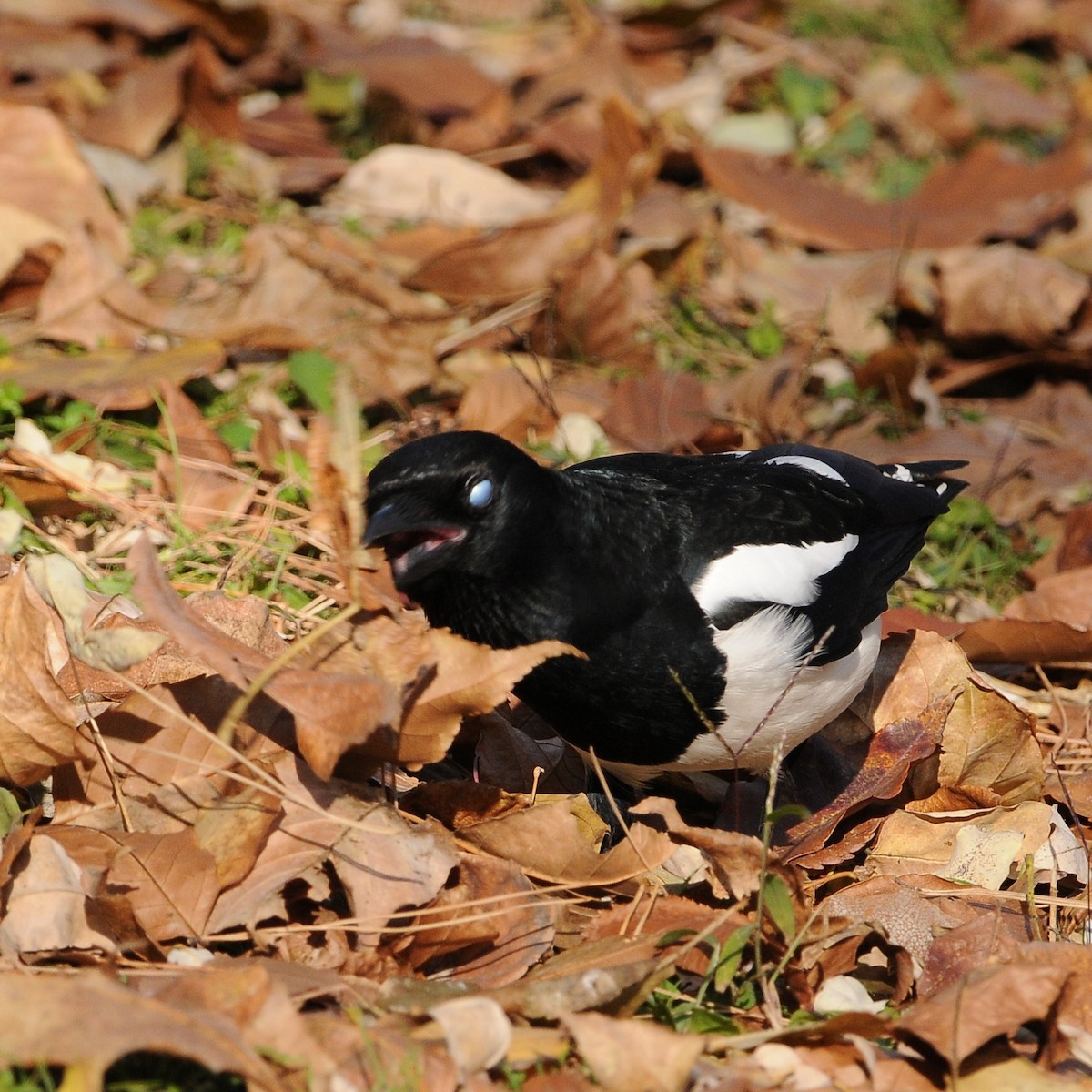 Дорнын шаазгай - ML646098540