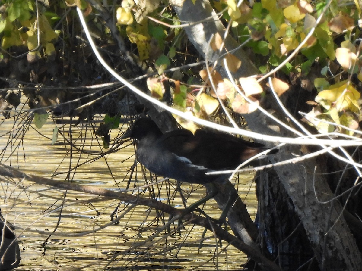 Gallinule d'Amérique - ML646098550