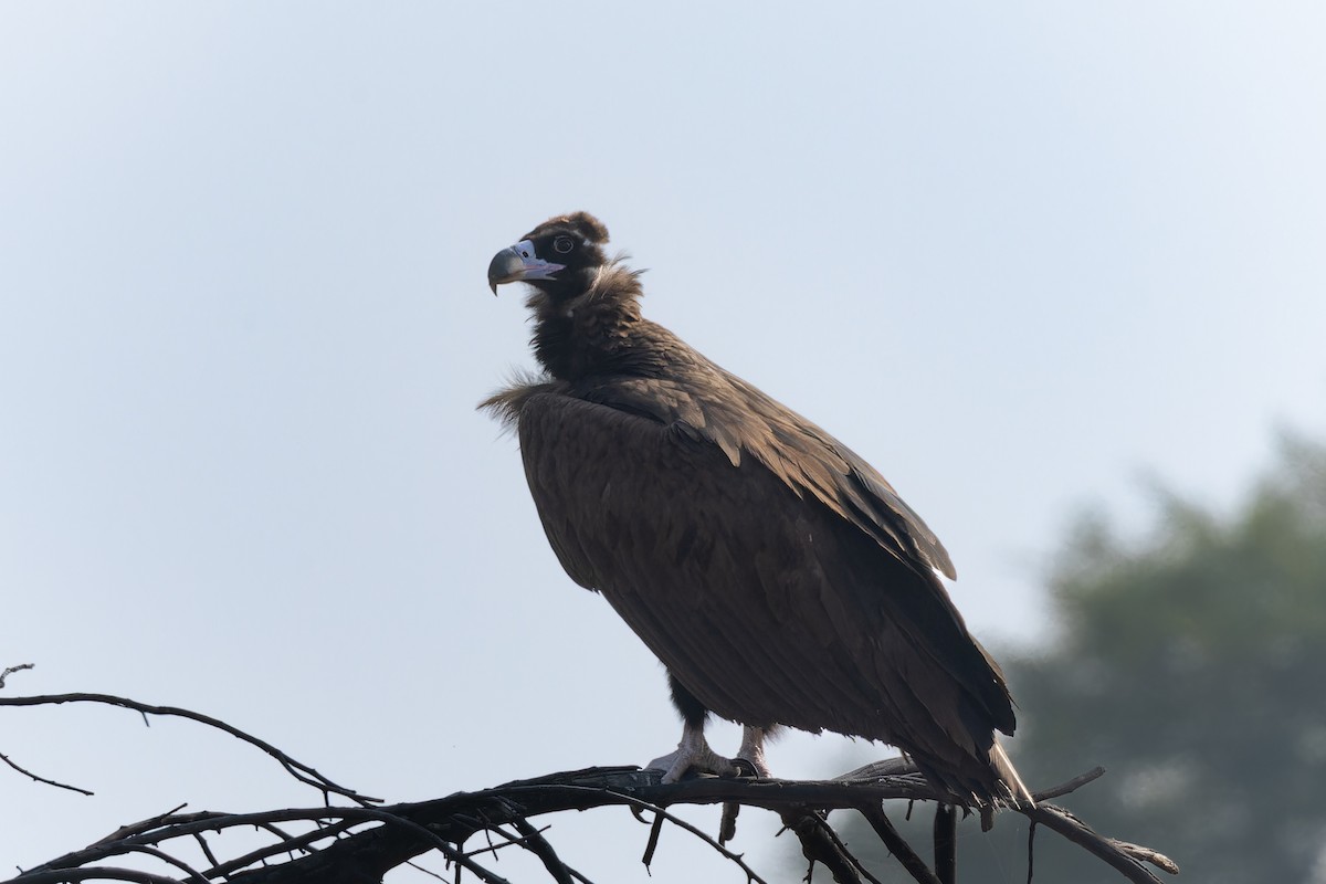 Sai beltza - ML646098551