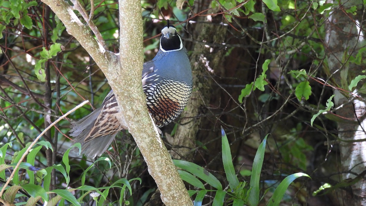 Перепелиця каліфорнійська - ML646098561