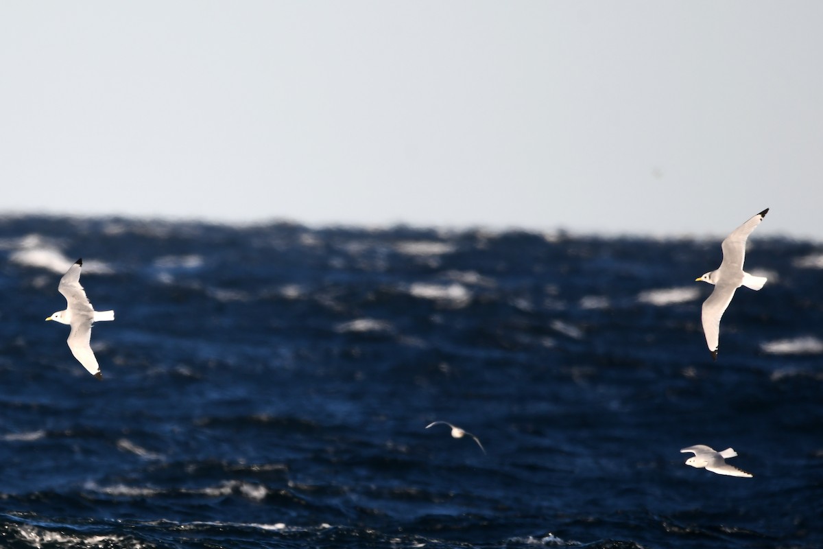 Мартин трипалий - ML646098562