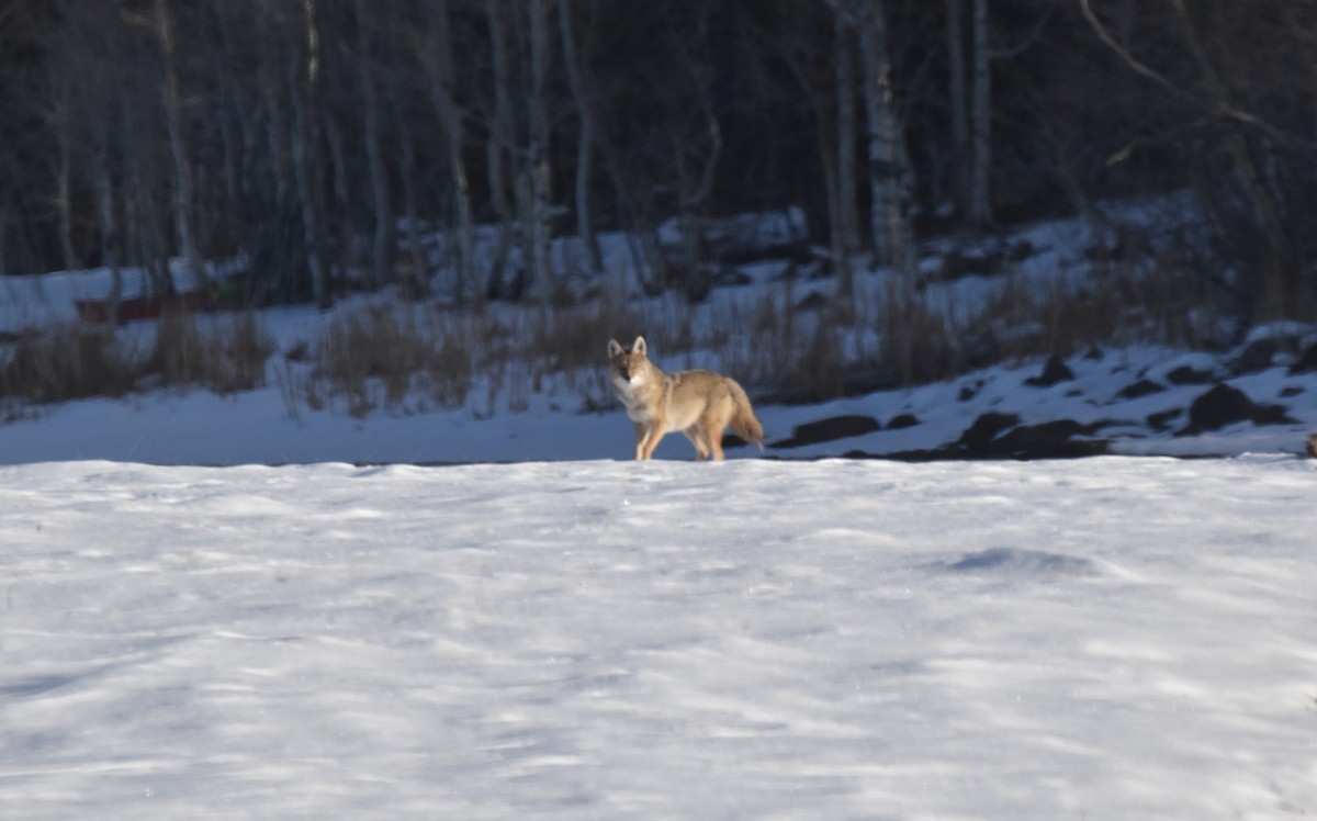 Mountain Coyote - ML646098563