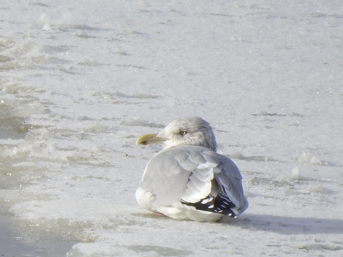 American Herring Gull - ML646098564