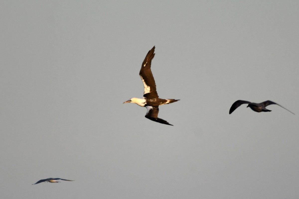 Сула атлантична - ML646098565