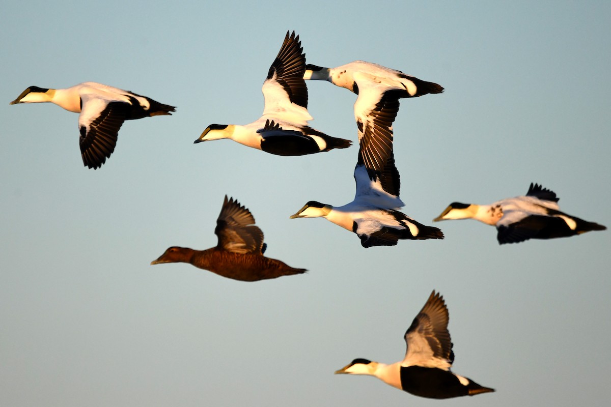 Пухівка зеленошия - ML646098568