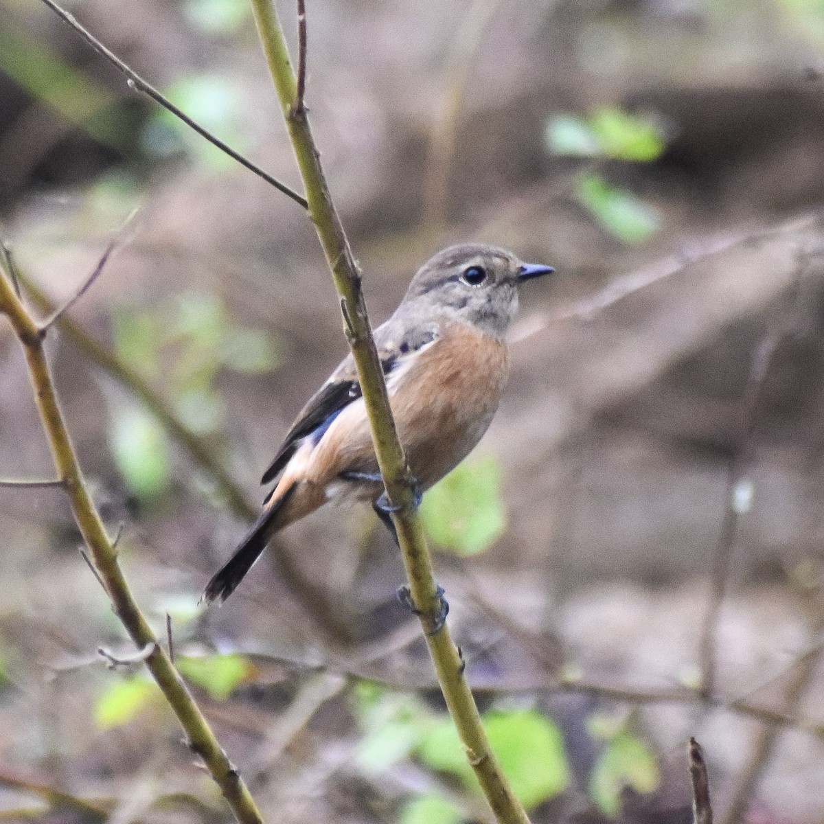 Трав'янка білошия - ML646098569