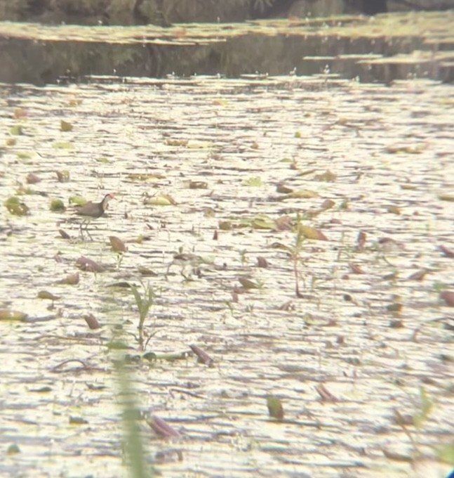 Якана гребінчаста - ML646098570