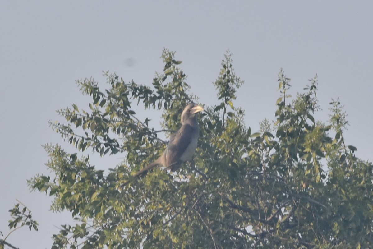 Токо індійський - ML646098571