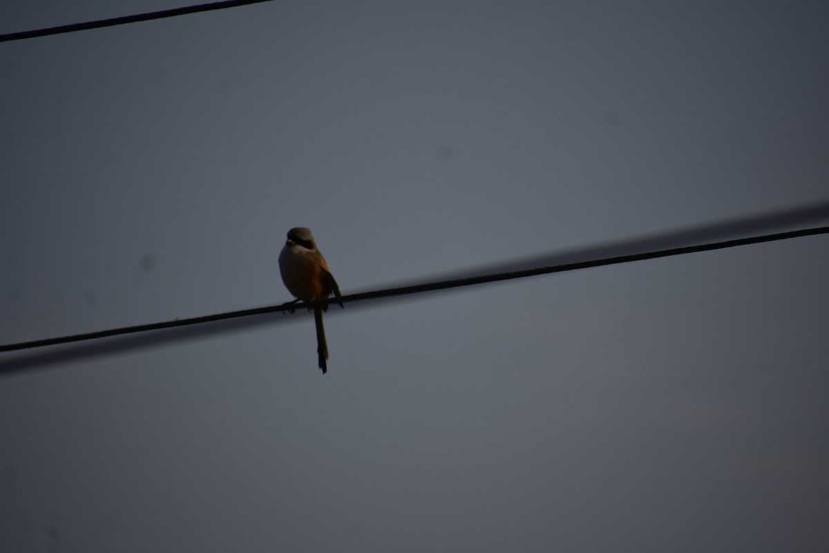 Сорокопуд довгохвостий - ML646098574