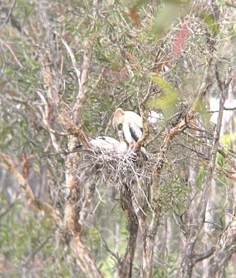 Змієшийка австралійська - ML646098575