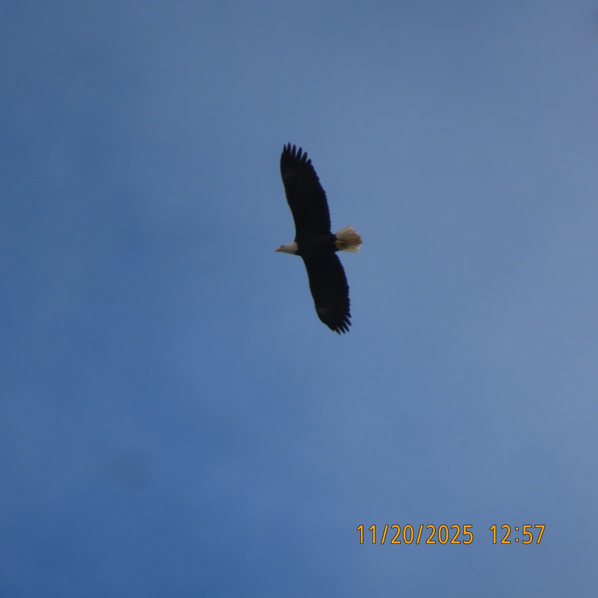 Орлан білоголовий - ML646098576