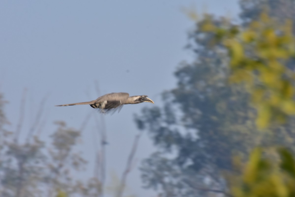 Токо індійський - ML646098577