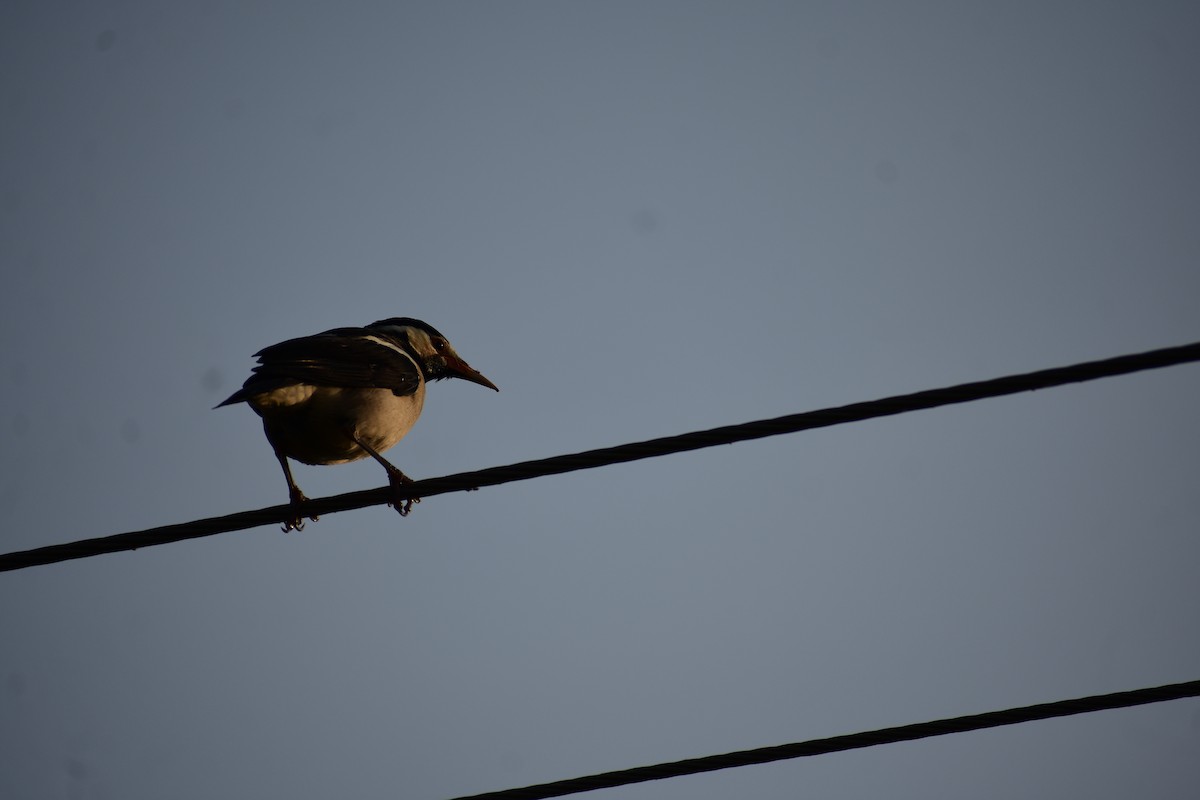 Шпак строкатий - ML646098578