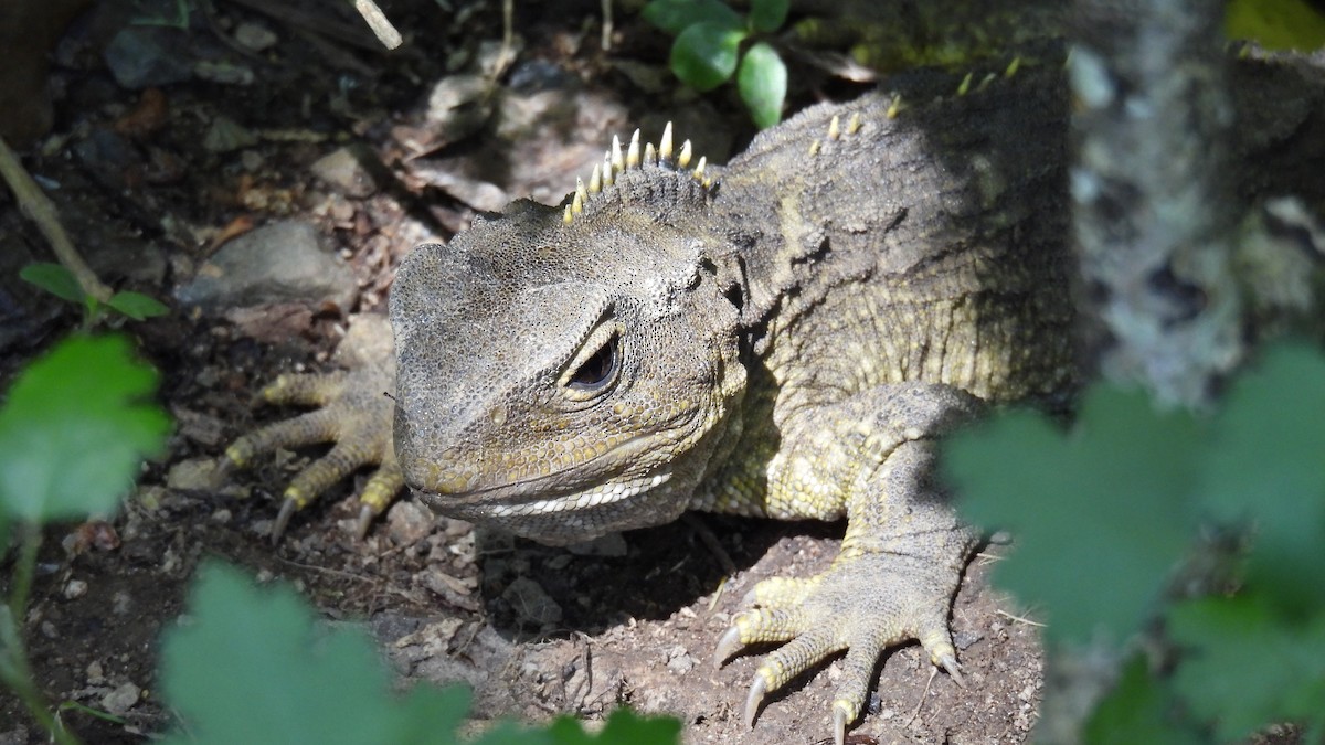 Tuatara - ML646098579