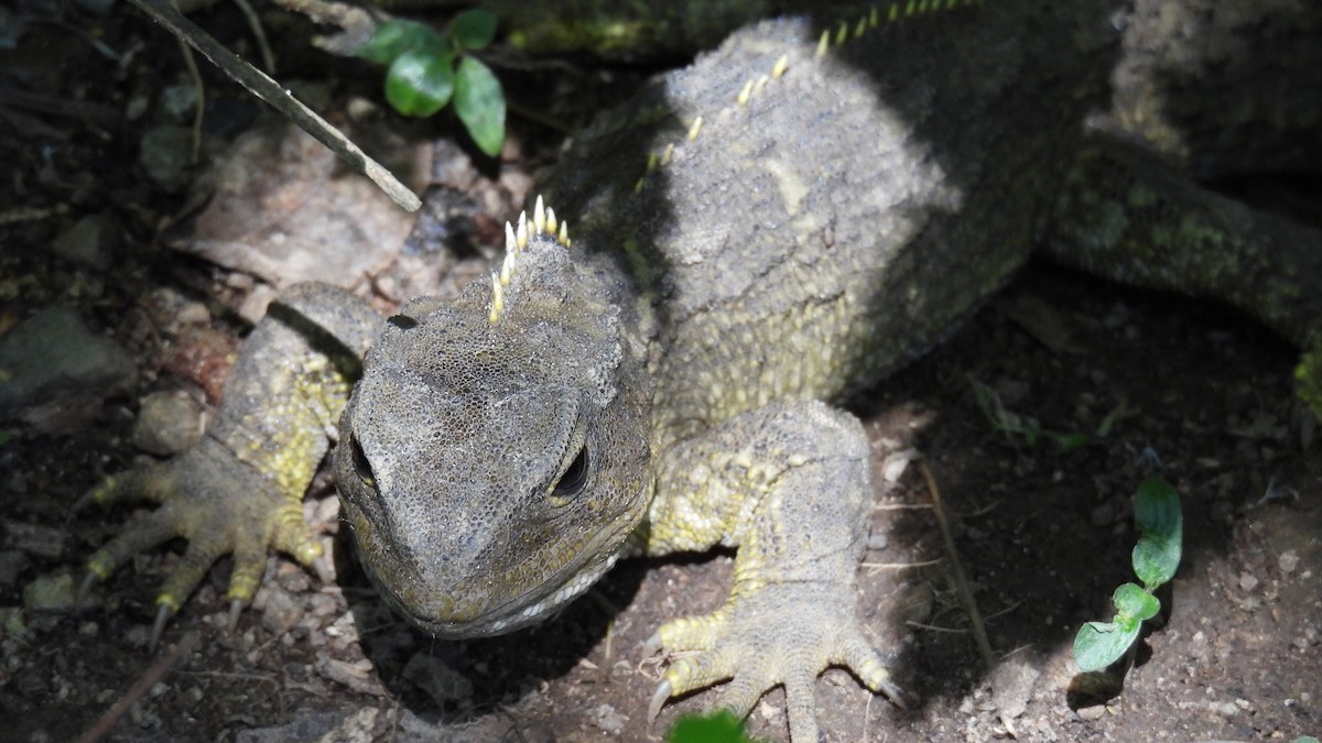 Tuatara - ML646098580
