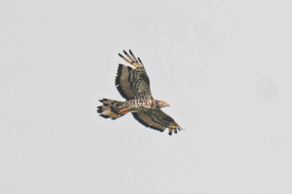 European Honey-buzzard - ML646098581