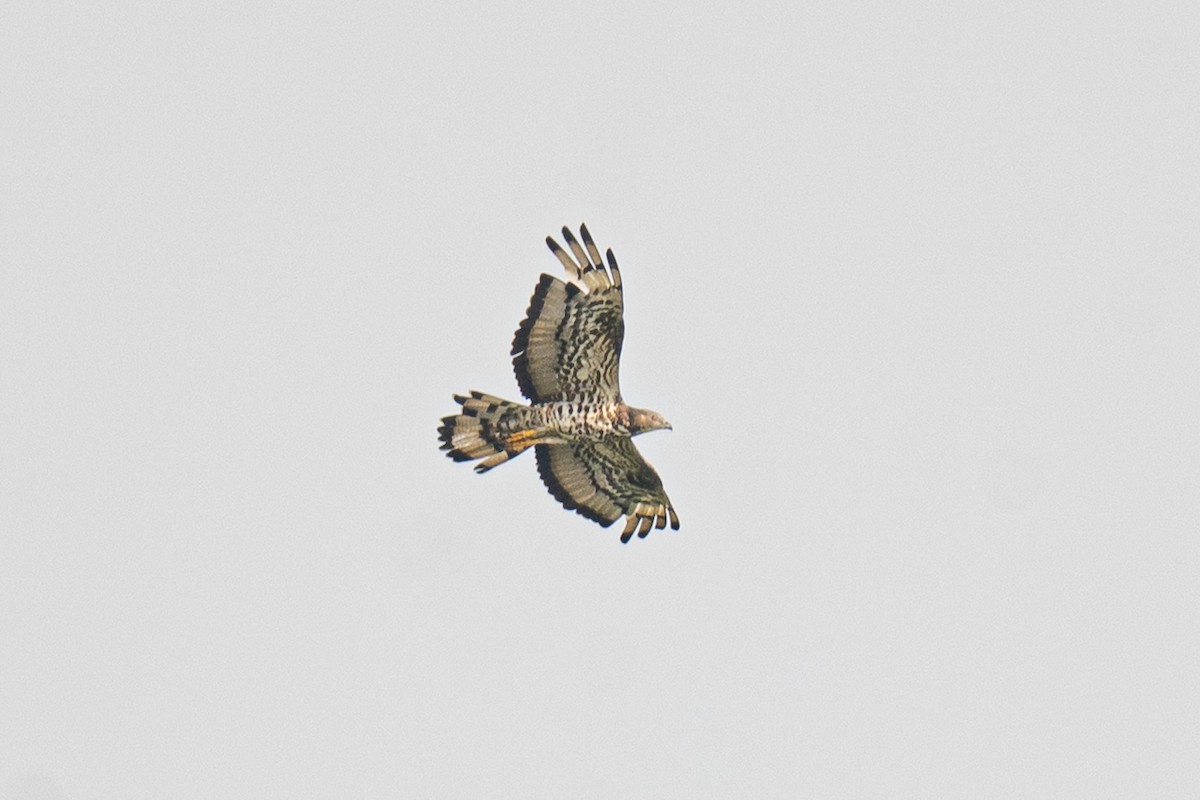 European Honey-buzzard - ML646098582