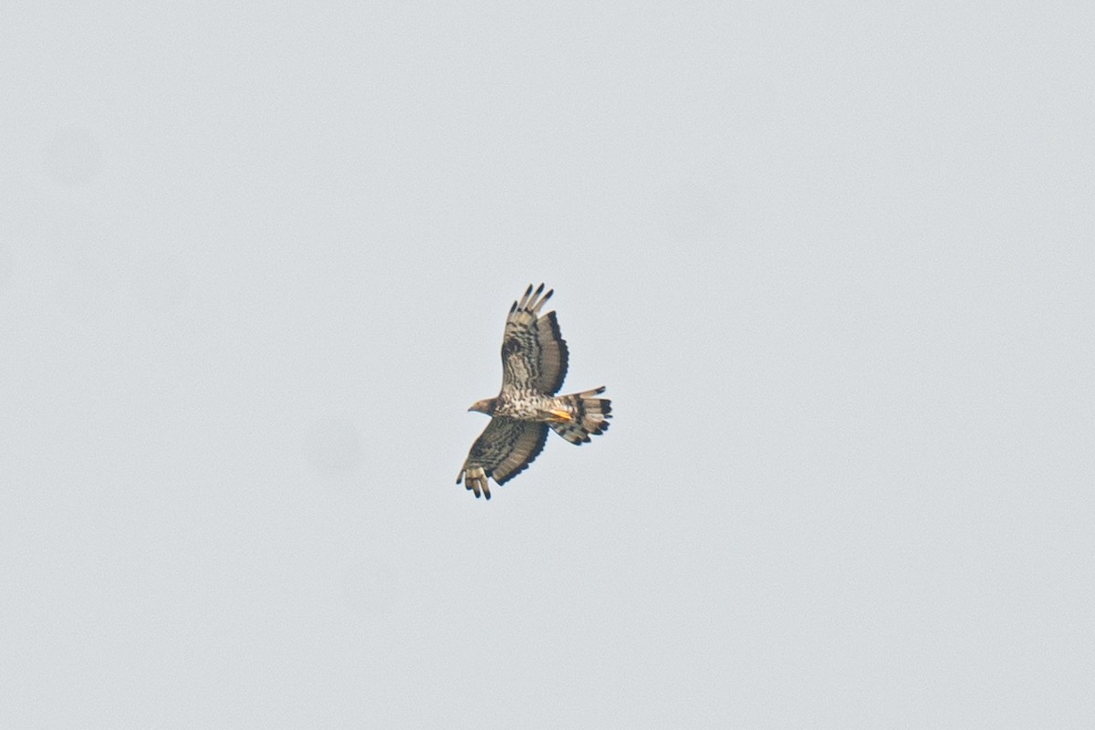 European Honey-buzzard - ML646098583