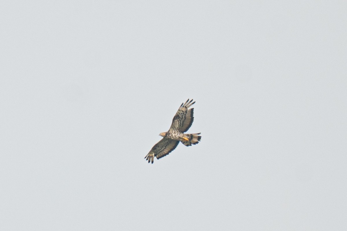 European Honey-buzzard - ML646098584