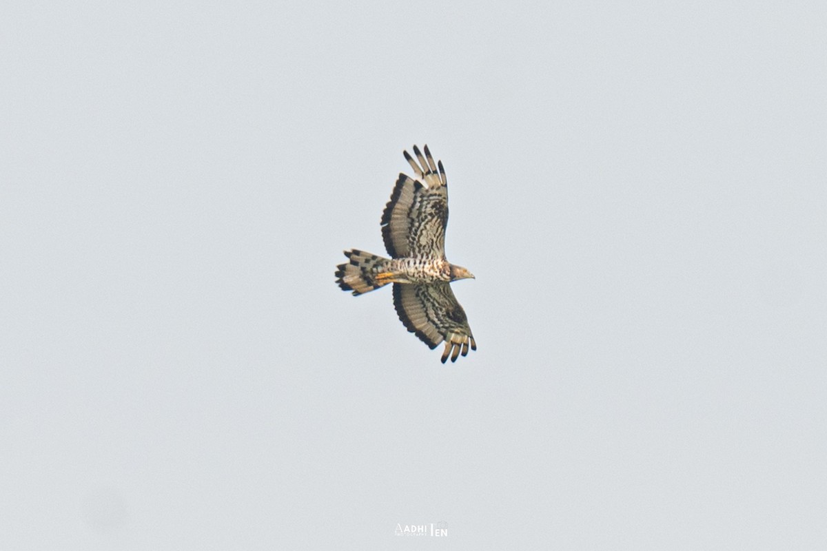 European Honey-buzzard - ML646098585