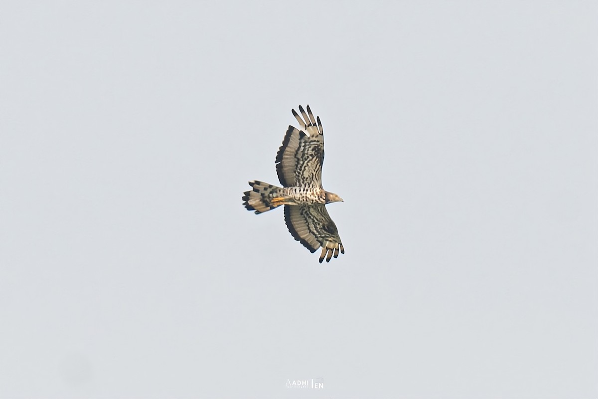 European Honey-buzzard - ML646098586