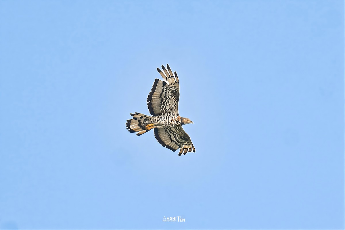 European Honey-buzzard - ML646098587