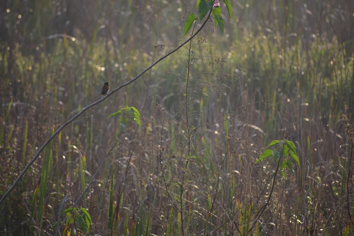Мунія трибарвна - ML646098588