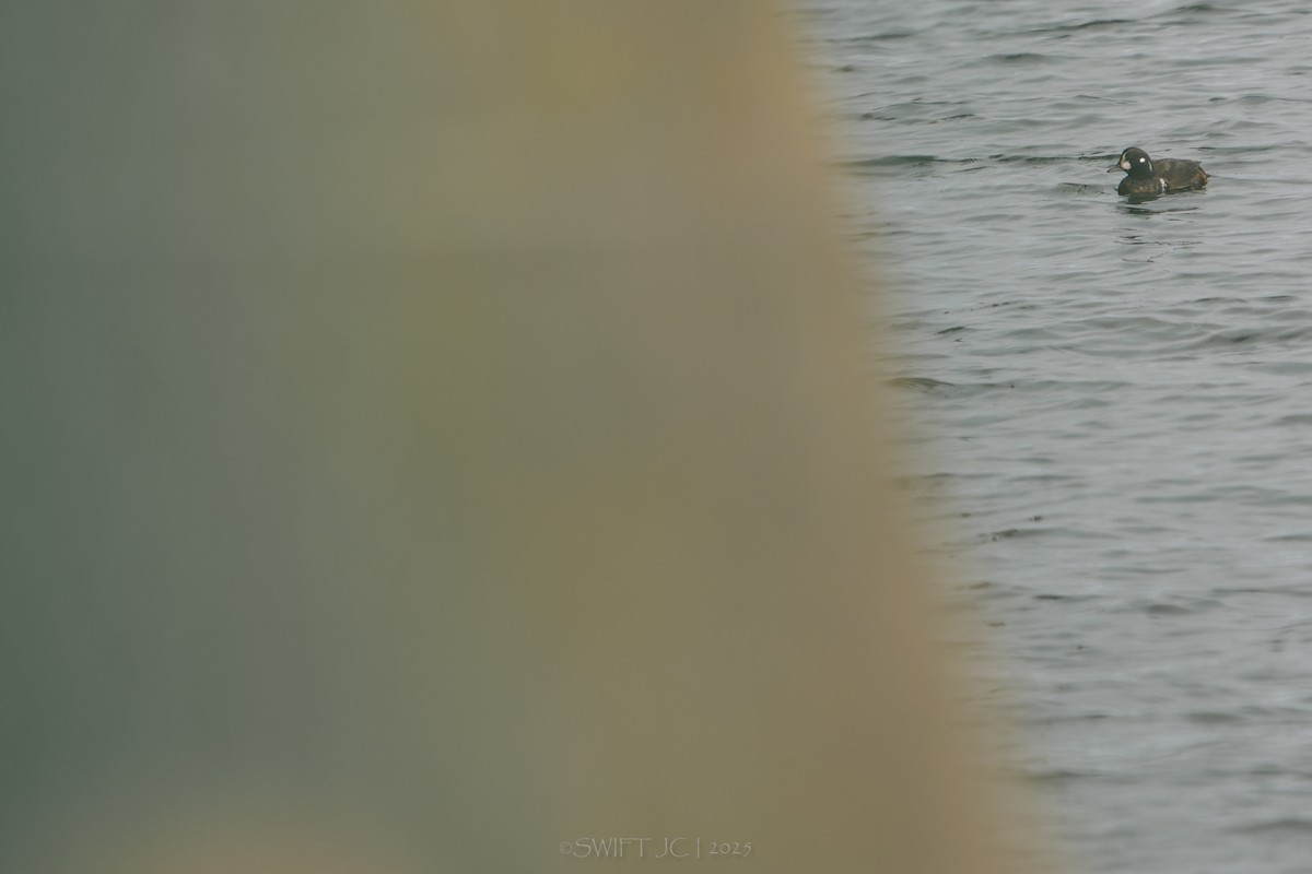 Каменярка - ML646098590