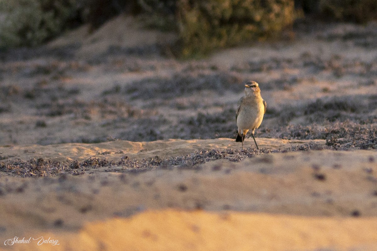 Кам'янка попеляста - ML646098593