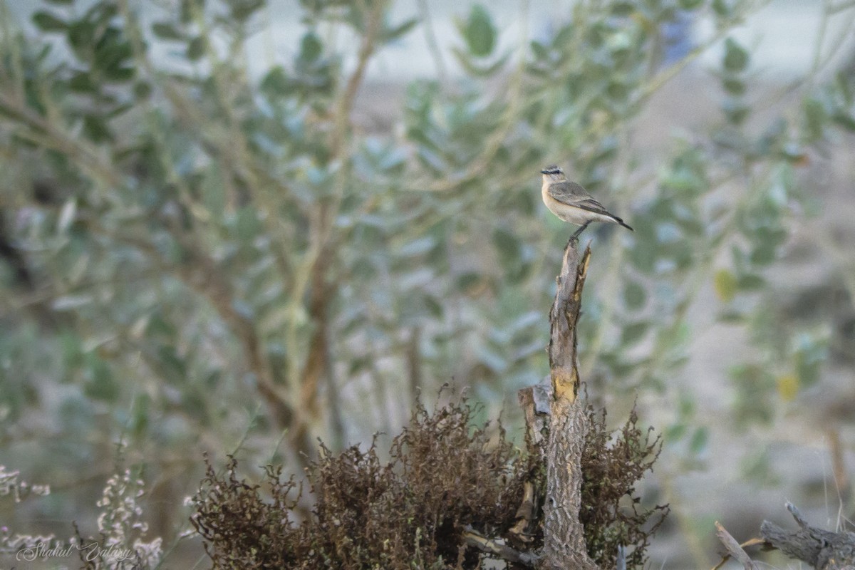 Кам'янка попеляста - ML646098595