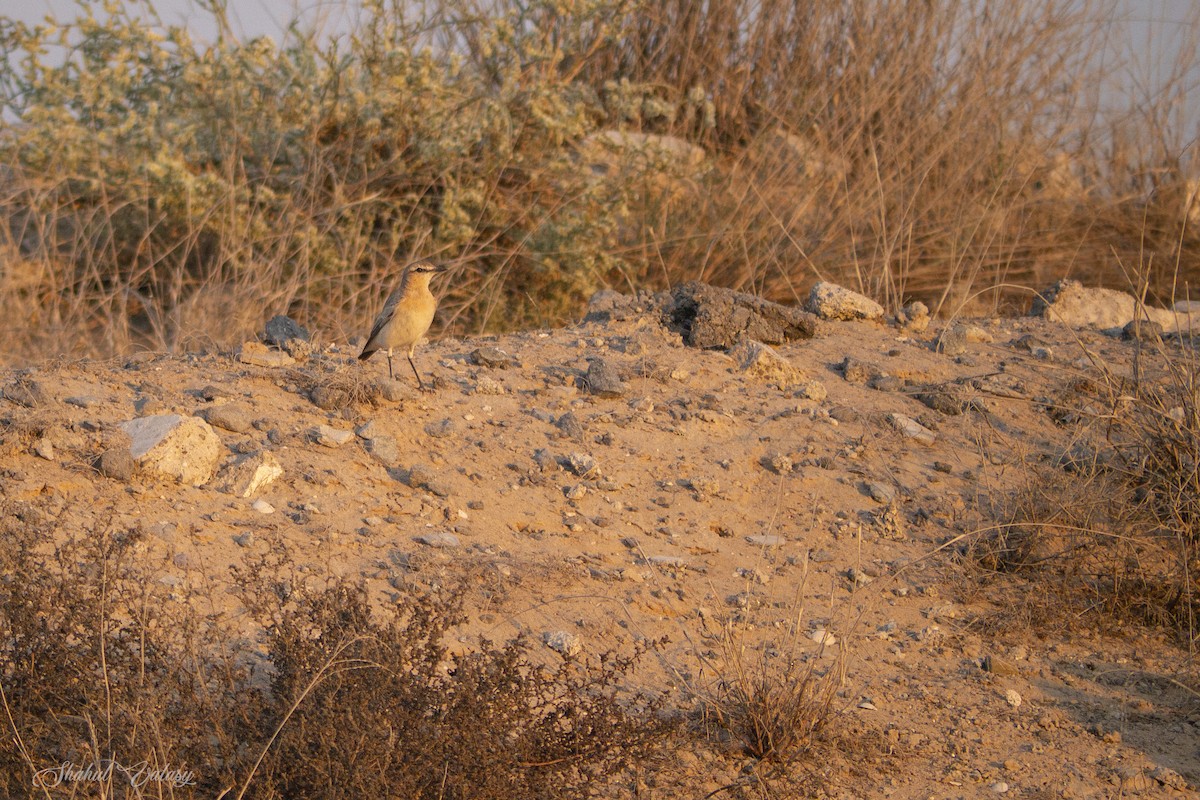 Кам'янка попеляста - ML646098596