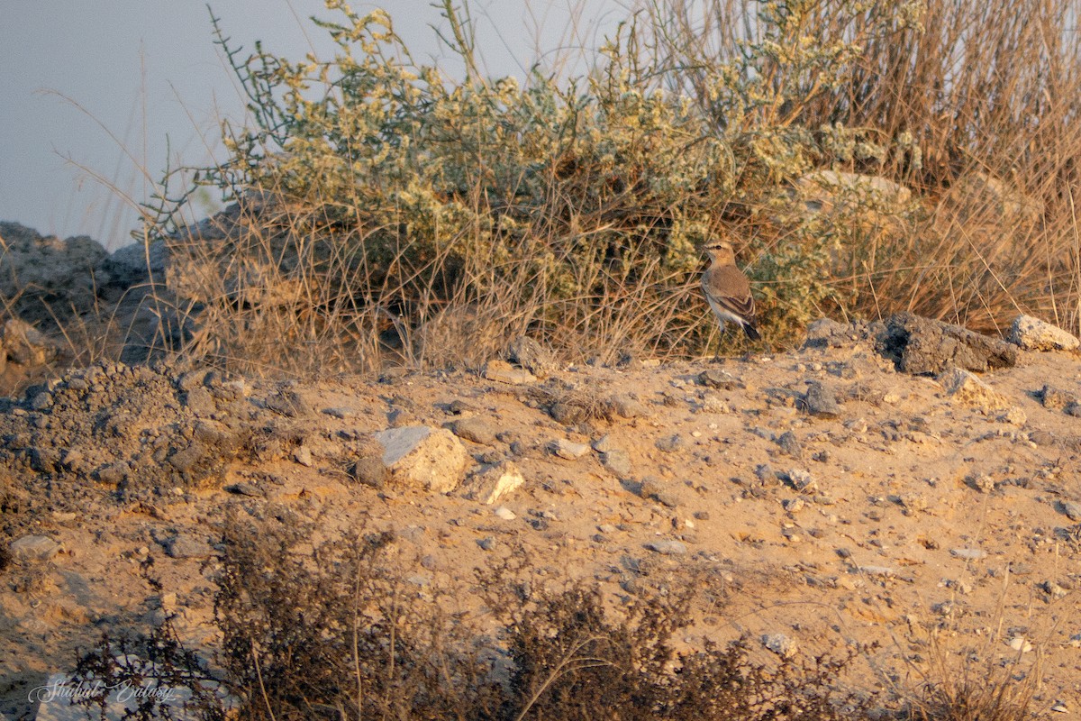 Кам'янка попеляста - ML646098597