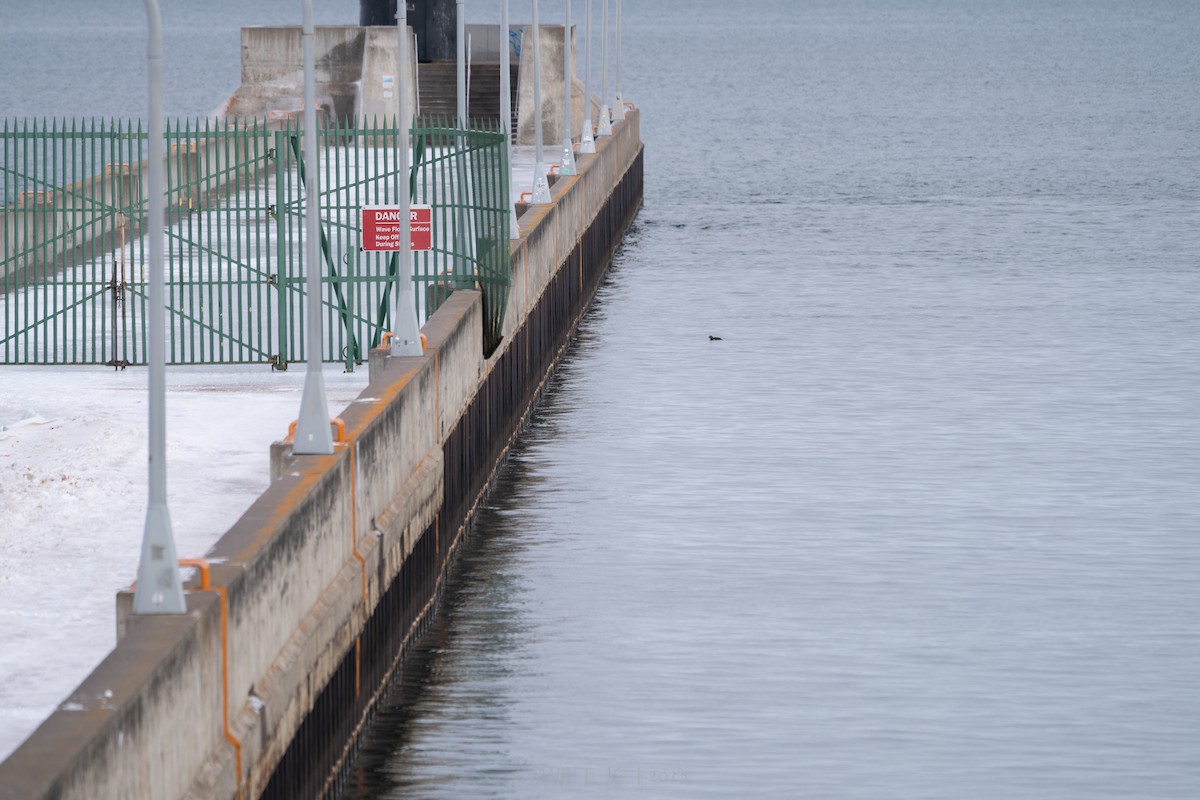 Каменярка - ML646098599