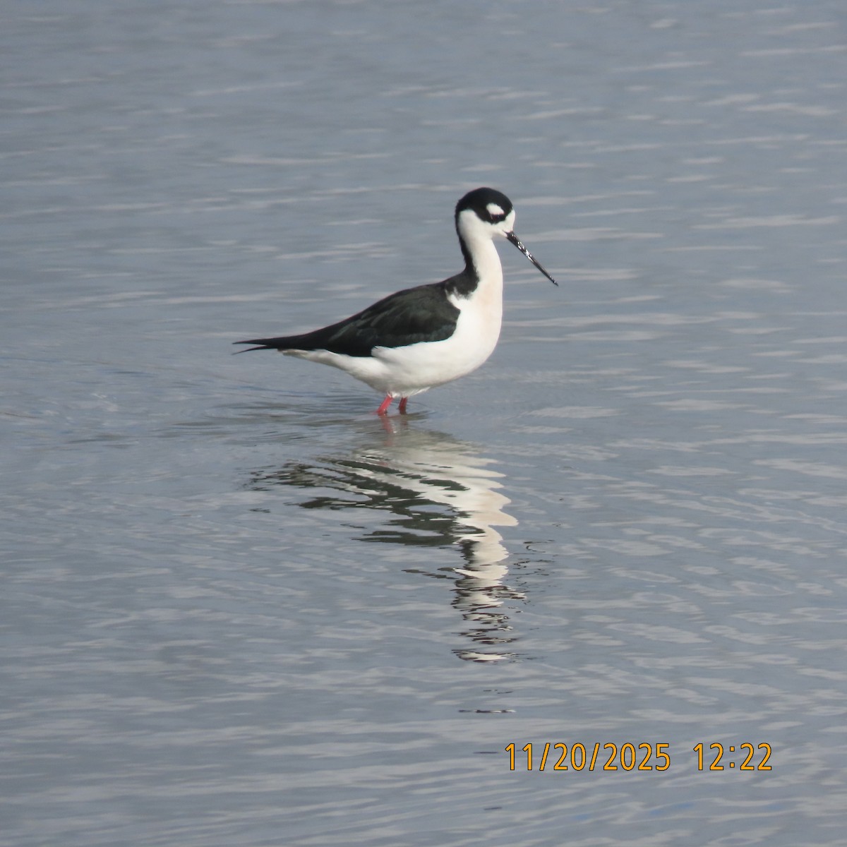 Кулик-довгоніг американський - ML646098600