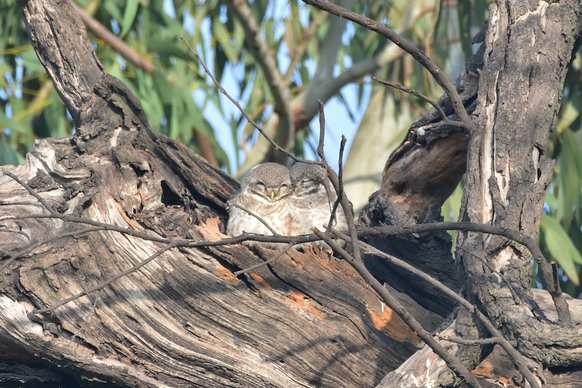 Сич брамінський - ML646098603